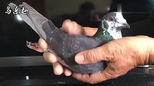信鸽鉴赏：黑斑花头，沙眼雄鸽，纯正西翁系种鸽