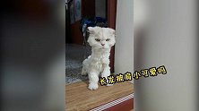 托尼老师手一抖，精神小伙变土狗