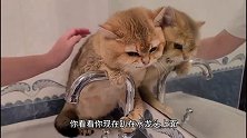 一只小猫咪洗澡，口吐芬芳一刻不停