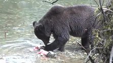 棕熊的幸福时光！河里遍布大马哈鱼，根本不用抢