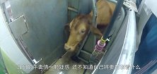 屠宰行业以前人觉得残忍，现都变得人性化了，牛进去后走的很安详