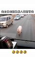 这一看就是大家闺秀 猪：走自己的路让别人无路可走