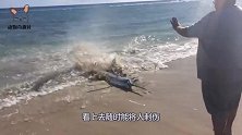 海边的这条鱼像疯了一样，没有人敢靠近它，镜头记录全过程