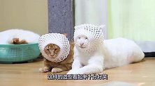 主人吃完了苹果，把包装袋给猫咪当面具，猫：脑袋秀逗了？