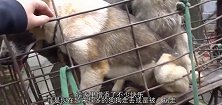 屠宰场的狗狗为什么不反抗，还这么害怕原来狗贩子这么残忍