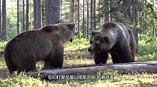 棕熊误入训练场，遇见一群俄罗斯士兵，熊：给我留点面子行不？