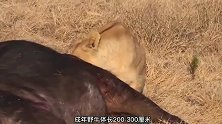 太嚣张？雄狮单挑野牛结果被残忍反杀，狮王颜面尽扫！
