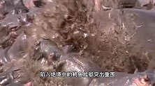 鳄鱼闯入河马群，被河马围殴暴揍，结果鳄鱼狼狈逃跑！