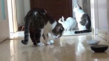 面对一颗滚来滚动的蛋，猫咪会怎样想？魔幻的互动是谁主动？