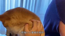 柴犬能有多凶残？对着主人两眼冒金光，网友：不敢惹