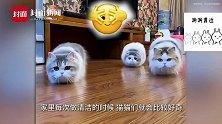 神同步！三只矮脚猫模仿拖布拖地左右摇摆 网友：怎么做到的？