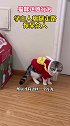 猫咪的迷惑行为 猫咪学主人瘸腿走路惊呆众人！