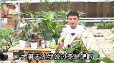 热植冬季怎么办？虫子可以施肥吗？老花医相声养花每日一答。