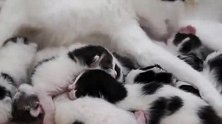 一窝子的小猫咪在挤着喝奶，大猫咪想起来都起不来了，笑岔气