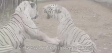 调皮的男孩掉入5米深的猩猩园，猩猩的举动令人疑惑，最终被击毙