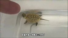 到家一周多的虎纹草龟，已经学会追食，现在就等着进入大环境了