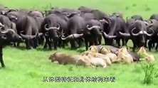 10只野牛对战10只狮子，哪边会赢？答案真是万万想不到！