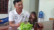 小猴子吃生菜的速度太快，连主人都甘拜下风：真厉害