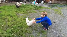 男孩对着鸡张开双手，母鸡立马走过去扑男孩怀里，这互动厉害了