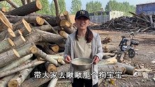 娇娇家又传来喜讯，竟然一次性生了6个宝宝，实在是太可爱了