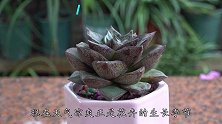 秋天养多肉，4个事情做到位，驶入生长“快车道”，长得肥又壮