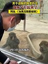 山东临沂：男子逗猴把猴惹炸毛 跟猴子打起来了