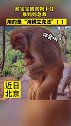 猴宝宝被食物卡住，猴妈妈用“海姆立克法”急救！网友：猴子成精了！