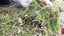 你还在买苔藓吗？婷丫头教你弄免费的苔藓回家盆栽养花
