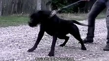 人称“杀人犬”，被认定为伤人致死最多的犬，被许多国家禁养
