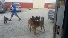 狼犬怒目相对，撕咬扭打在一起！几只宠物狗火速围观看戏