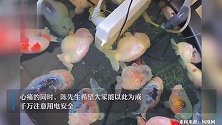 悲剧了！插排掉鱼缸，男子心爱的26条兰寿金鱼被煮熟