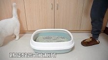 猫爱尿床，被我纠正后，它很感激