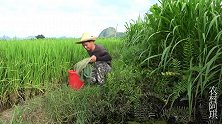 野钓：被困小深潭的鱼都饿疯了，一条接一条上钩，阿琪乐坏了