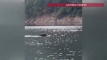 “钓鱼佬”千岛湖偶遇三百斤野猪在水中游动，穿行岛屿速度惊人