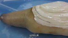 象拔蚌原来是这样挖出来的，难怪那么贵，不愧为高级海鲜！