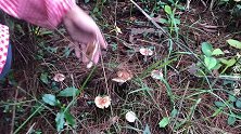 农村媳妇上山采蘑菇，扒开草丛惊喜连连，看看收获怎么样？