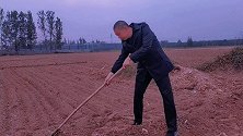 傍晚，在刚播种的麦地干活，听到爷爷坟头处有声响，看清后愣了