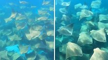 海洋生物学家拍到鲼鱼成群结队从面前游过