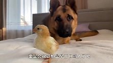 铲屎官拜托德牧照顾小鸡，狗子不干了，看完忍住别笑