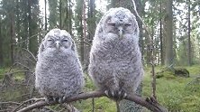 小树林偶遇两只猫头鹰,萌的不要不要的