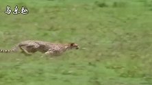 格力犬，极难得的纯种犬，奔跑速度不逊于猎豹