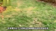 一地街头草皮被人工“染绿”？城管回应