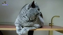 胖公猫才到新家几天，热情黏糊小母猫，听到主人一番话顿觉心凉凉