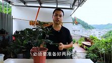 立秋快到了，养茶花宁愿不施肥，也要浇几次它