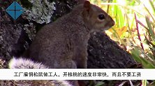 工厂雇佣松鼠做工人，开核桃的速度非常快，而且不要工资