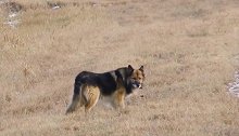 俄罗斯：“忠犬八公”！狗狗在路边等去世主人11年
