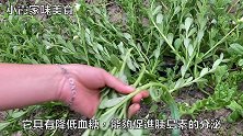 原来大家当草拔掉的它，竟是“长寿草”，每天吃一点，身体更健康