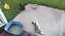 猫咪VS鸭子，谁能更胜一筹？镜头拍下全过程