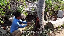 男子发现一颗枯死的椰子树，将树劈开后，可把男子乐坏了