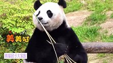 貌美如花的熊猫华妮又来圈粉了！紧握竹子的小黑手特写，实在是萌